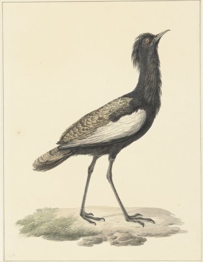 Otarda (Eupodotis bengalensis / Houbaropsis bengalensis) da Pieter Pietersz. Barbiers