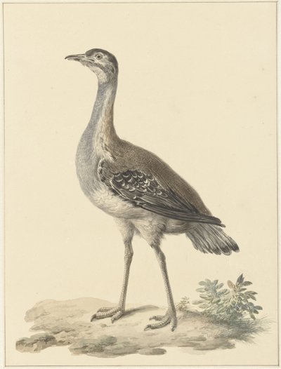 Otarda di Denham (Neotis denhami) da Pieter Pietersz. Barbiers