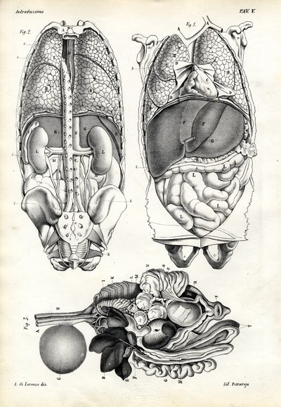 Intestini, 1863-79 da Raimundo Petraroja