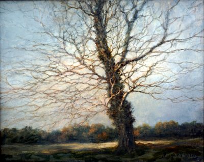 Albero illuminato dal sole da Richard Willis