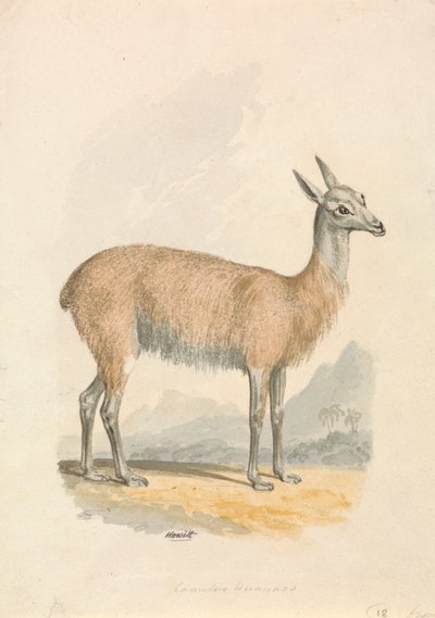 Llama da Samuel Howitt