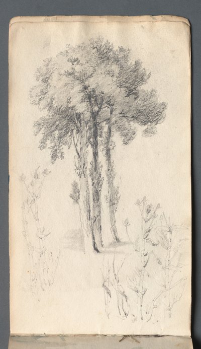 Taccuino: Studio di Albero da Samuel Prout