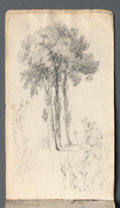 Album di schizzi: Studio di un albero da Samuel Prout