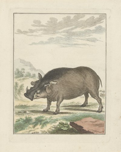 Cinghiale africano da Simon Fokke