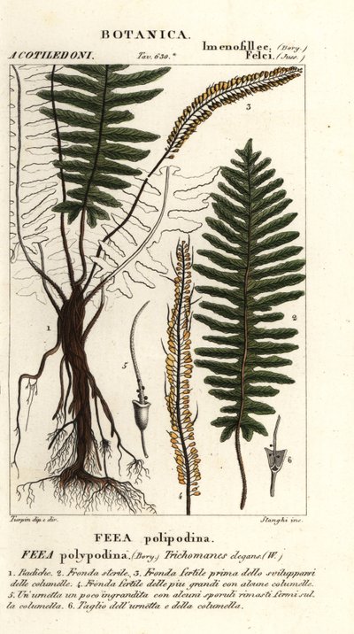 Felce setolosa, Trichomanes elegans da Stanghi Stanghi