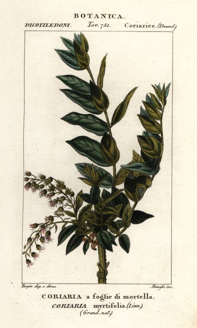 Albero di Redoul, Coriaria myrtifolia da Stanghi Stanghi