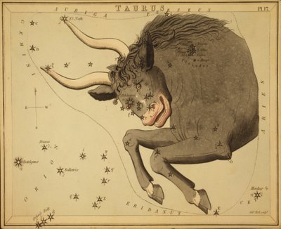 Toro, illustrazione da 