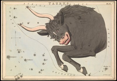 Toro, c.1825 da Sydney Hall