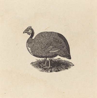 Faraona da Thomas Bewick