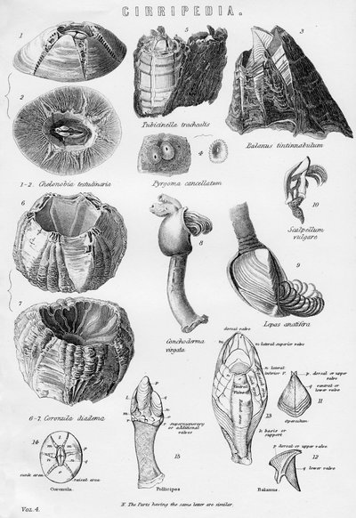 Cirripedia da Unbekannt