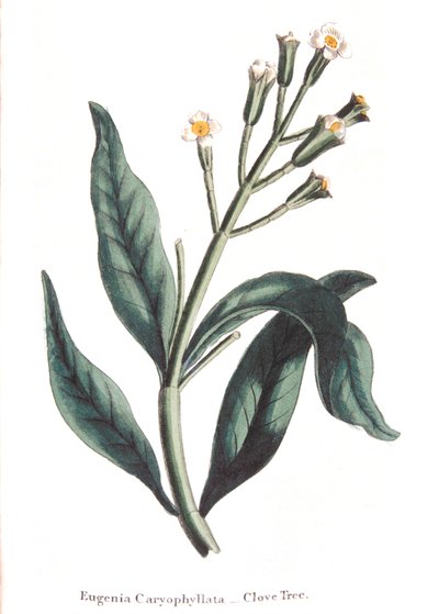 Eugenia caryophyllata - albero di chiodi di garofano, 1823 da Unbekannt