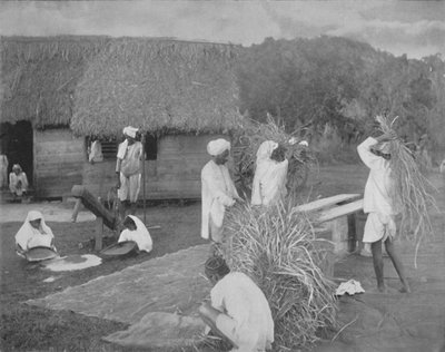 Lavoratori nativi che preparano il riso in Giamaica, c1890 da Unbekannt