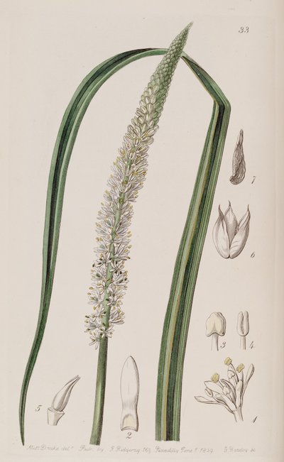 Schoenocaulon officinale da Unbekannt