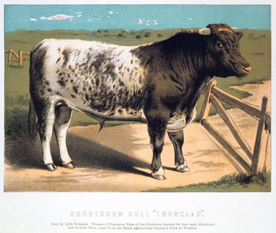 Toro Shorthorn Ironclad, 1875 da Unbekannt