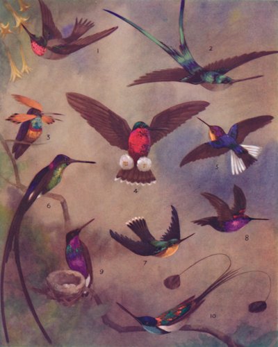 Il meraviglioso colore dei colibrì, 1935 da Unbekannt