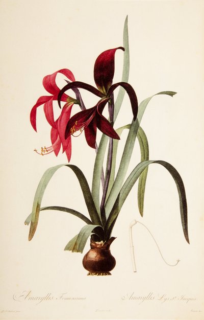 Illustrazione botanica/Redoubt/Sprekelia formosissima/Giglio di San Giacomo/Giglio di Giacobbe da William M. Timlin