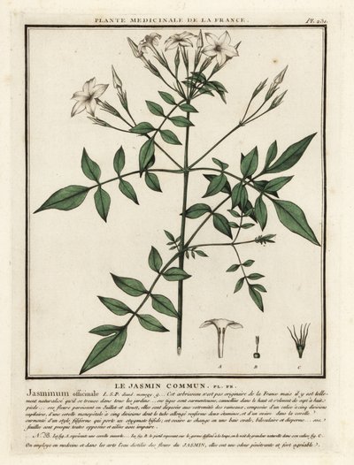 Gelsomino comune, Jasminum officinale da Unbekannter Künstler