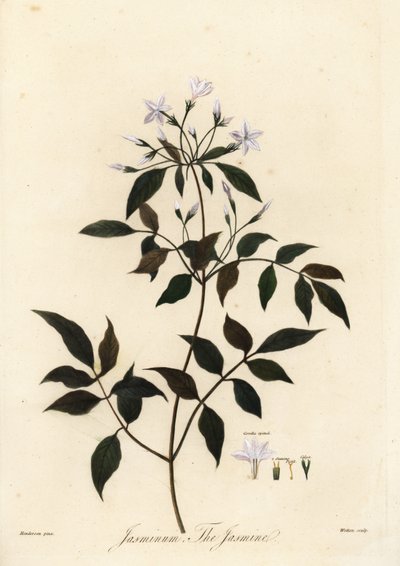 Gelsomino, Jasminum officinale, 1805 da Unbekannter Künstler