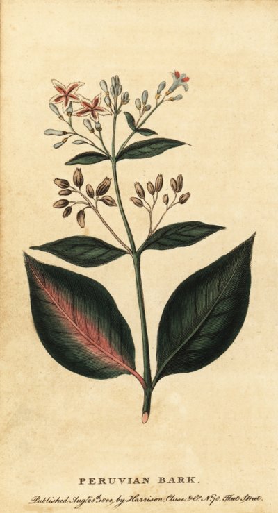 Corteccia peruviana, Cinchona officinalis, 1800 da Unbekannter Künstler