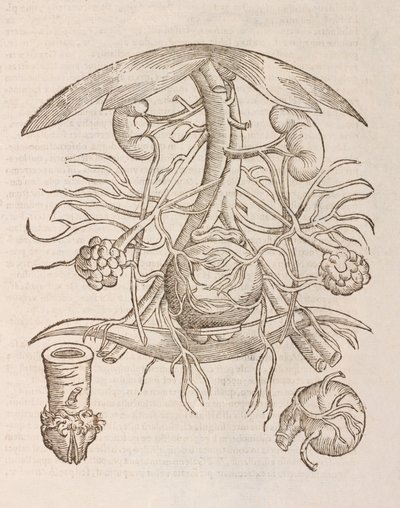 Utero orificium internum ostendens da Unbekannt