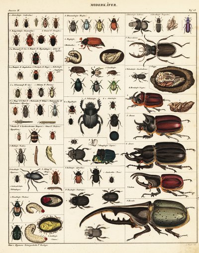 Varietà di coleotteri (litografia) da Unbekannter Künstler