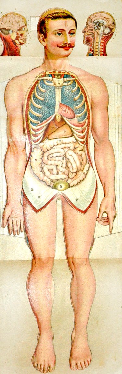 Modello educativo pieghevole di anatomia umana, c. 1895 da Unknown