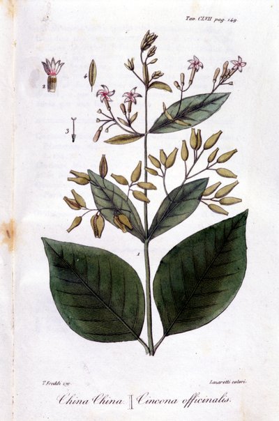 Piatto di Quinquina (Cinchona Officinalis) da Unknown artist