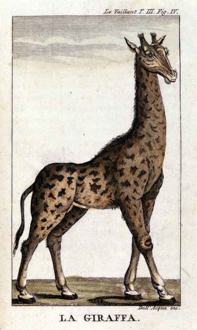 Rappresentazione di una giraffa da Unknown artist