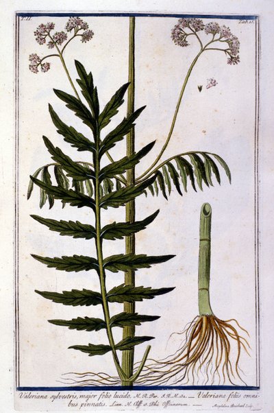 Valeriana. Incisione del XVIII secolo da Unknown artist