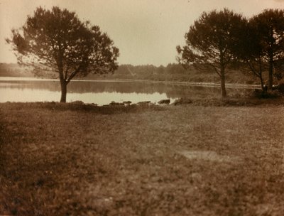 Paesaggio nelle isole Brioni da Unknown photographer