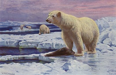 Orso Polare da after Wilhelm Kuhnert