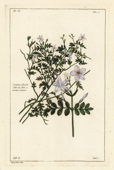 Gelsomino comune, Jasminum officinale, Linn da the Younger Dupin