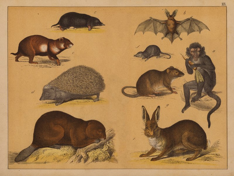 Animali da (after) German School
