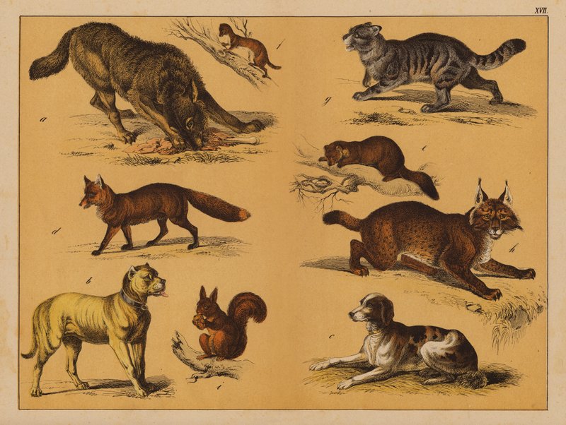 Animali da (after) German School