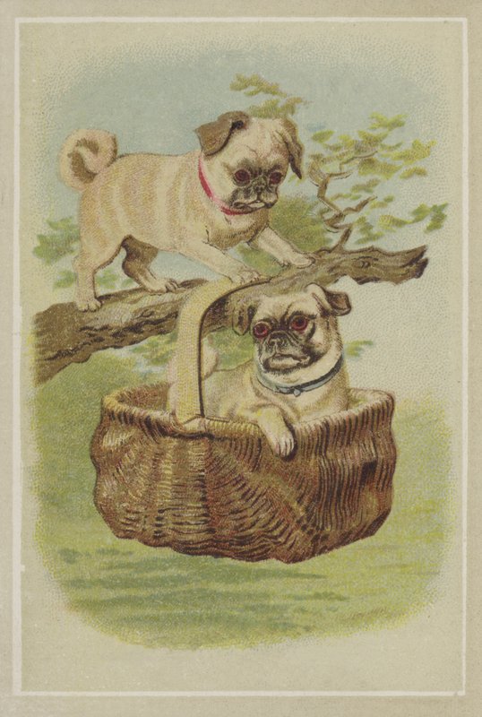 Cani carlini da American School