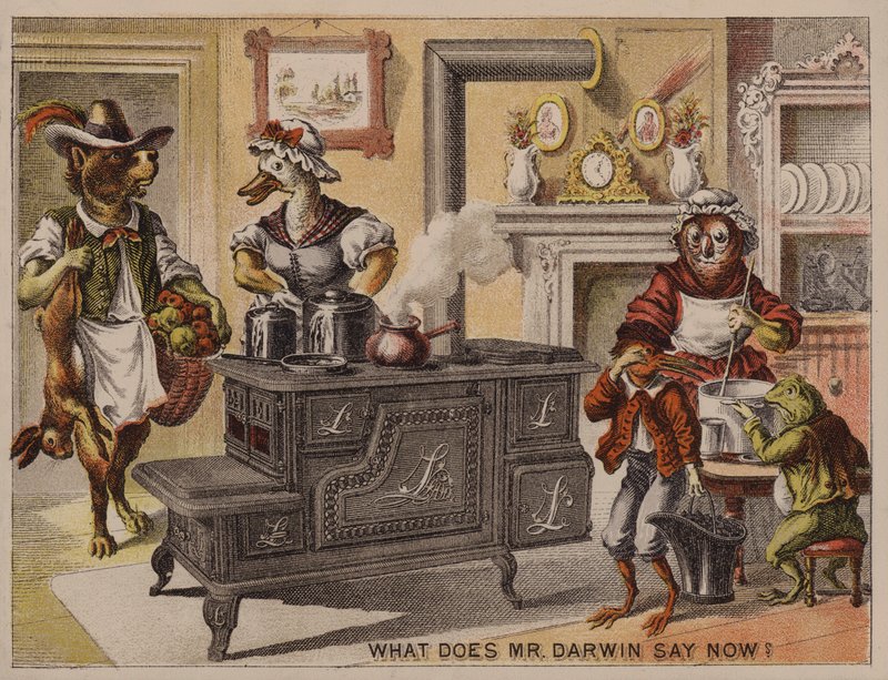 Cosa dice ora il signor Darwin? Cartolina pubblicitaria americana per le stufe da cucina Leader prodotte da Eddy, Corse & Co, Troy, New York da American School