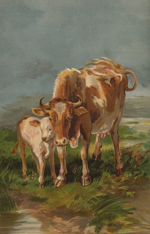 Mucca e vitello di Alderney da English School