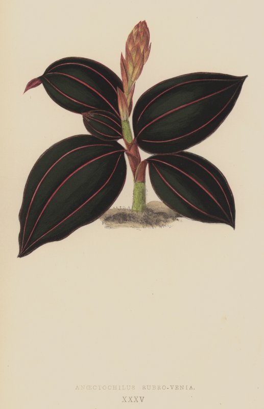 Anoectochilus Rubro-Venia da English School
