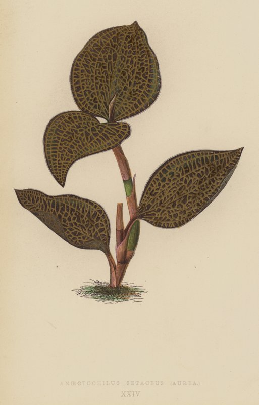 Anoectochilus Setaceus, Aurea da English School