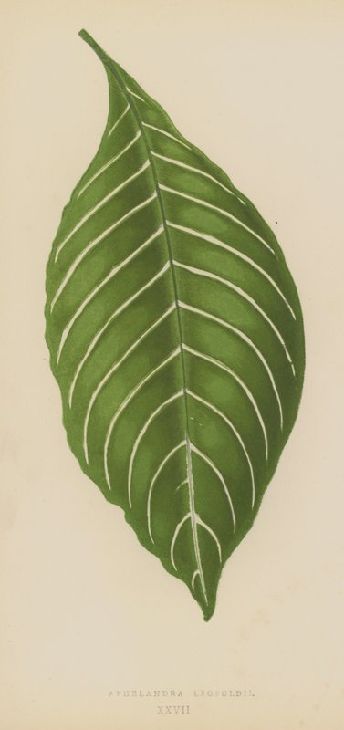Aphelandra Leopoldii da English School