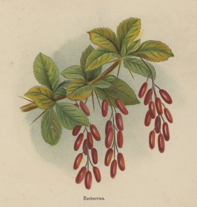 Berberis da English School