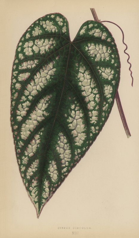 Cissus Discolor da English School