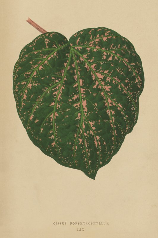Cissus Porphyrophyllus da English School