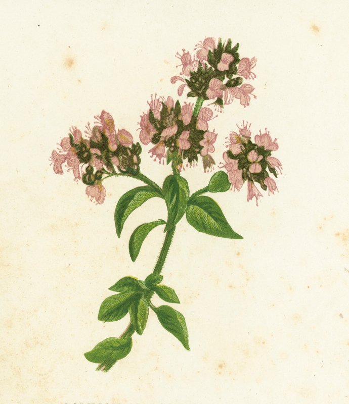 Origanum Vulgare da English School