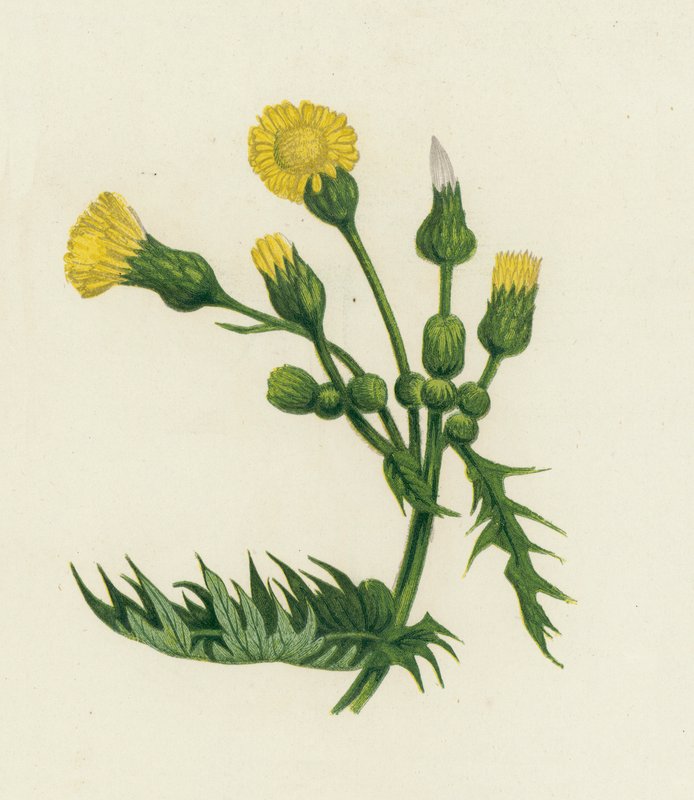 Sonchus comune da English School