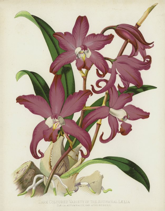 Laelia Autumnalis var. Atro-Rubens da English School