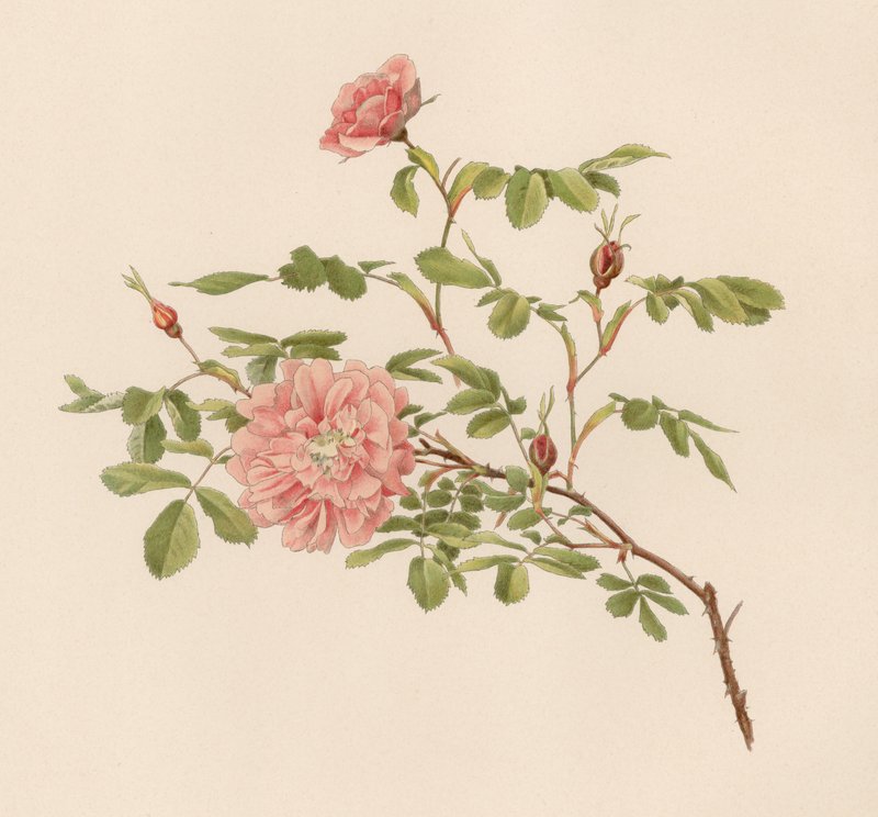 Rosa inglese da English School