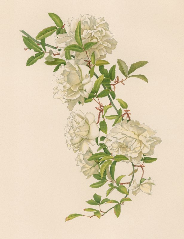 Rosa inglese da English School