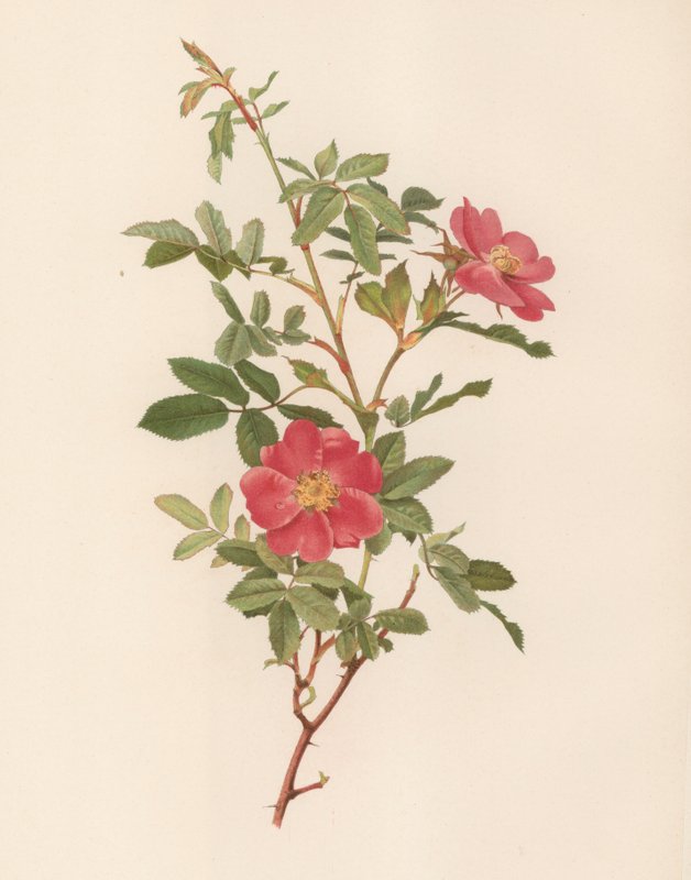 Rosa inglese da English School