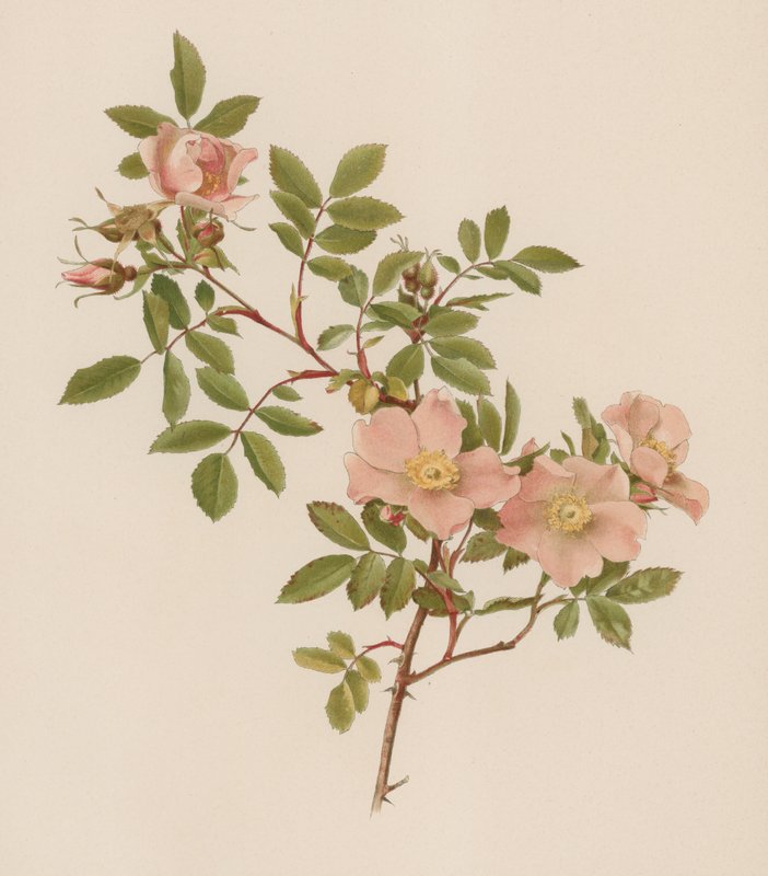 Rosa inglese da English School